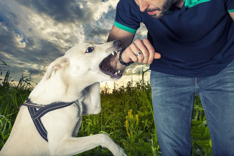 Strict Liability Dog Bite Florida Strict Liability Dog Bite Florida