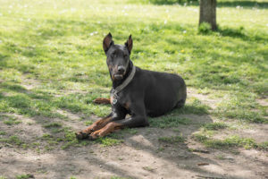 Dog Bite Injury Lawyers in Florida