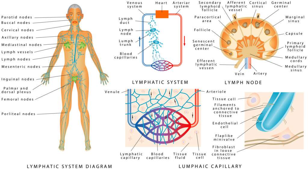 Lymphatic System - roundup causes cancer lawsuit in nonhodgkin lymphoma - dolman law group