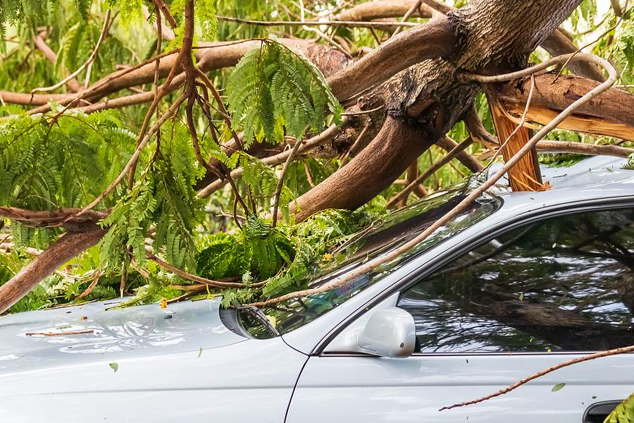 Tree on Car - Hurricane Damage Home Insurance Lawyers - Dolman Law Group Accident Injury Lawyers, PA