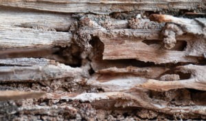 Termite Damage Insurance Claims