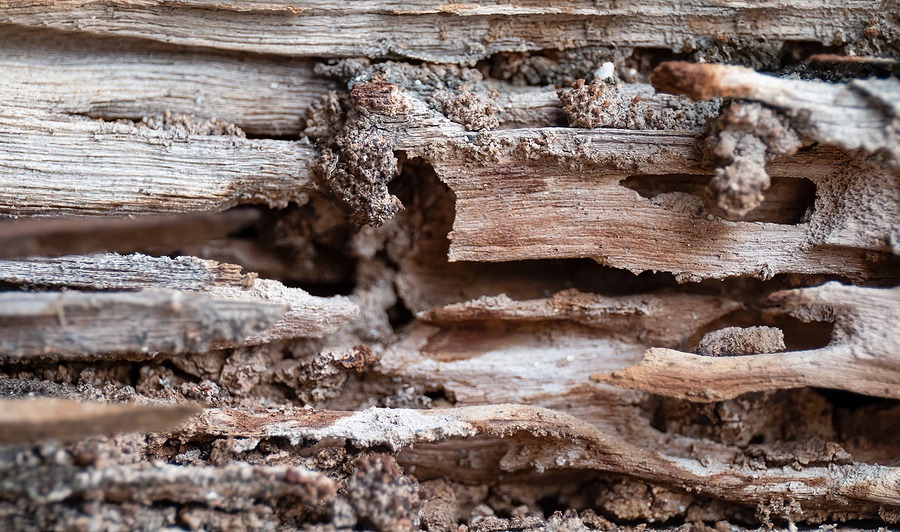 termite damage
