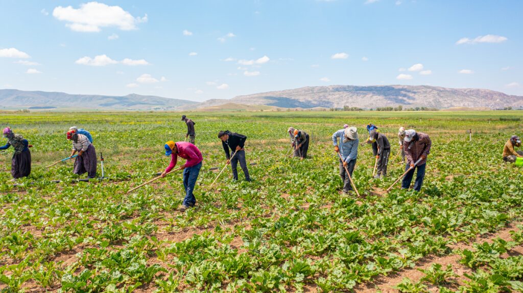 Agriculture workers in crop field possibly exposed to Chlorpyrifos Lorsban - Chlorpyrifos Lorsban Lawsuit - Dolman Law Group